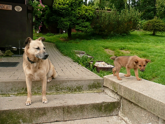 Fotografie rekonstrukce