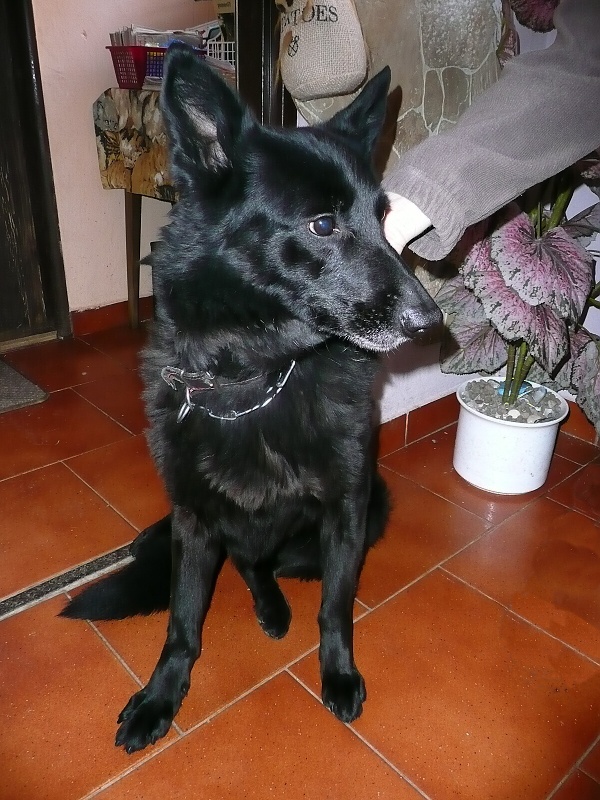 Jani�ka