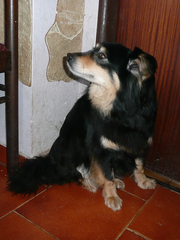 Lajka