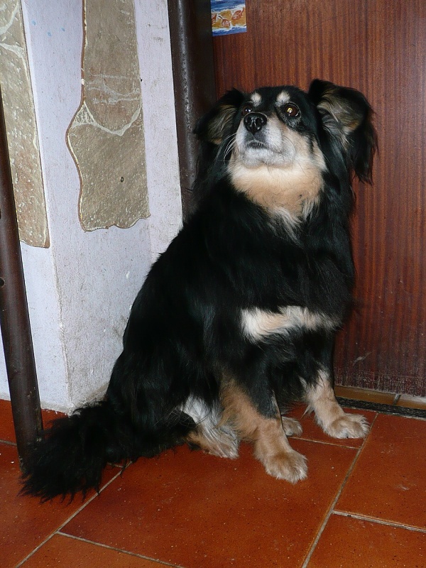 Lajka