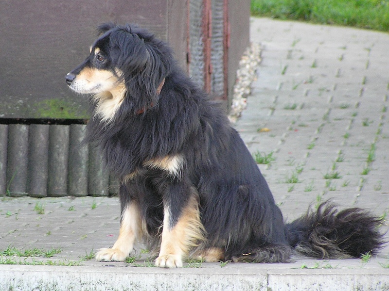 Lajka