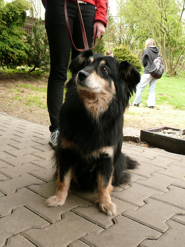 Lajka