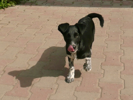 Foto