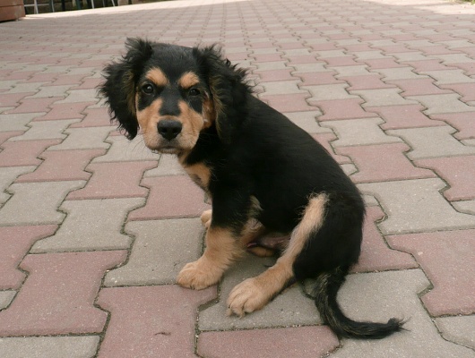 Foto